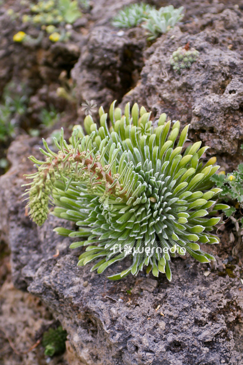 Saxifraga longifolia - Pyrenean saxifrage (105586)