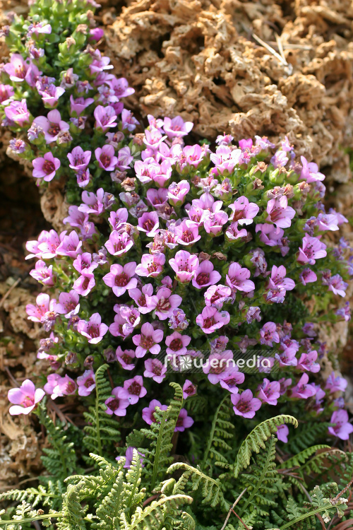 Saxifraga oppositifolia - Purple saxifrage (105588)