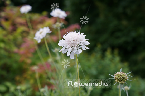 Scabiosa colchica - Scabious (104837)