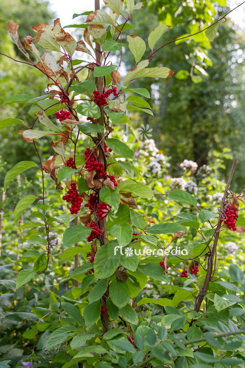 Schisandra chinensis - Chinese limonnik (108146)