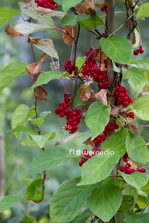 Schisandra chinensis - Chinese limonnik (108147)