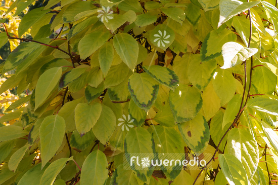 Schisandra repanda - Magnolia vine (108152)