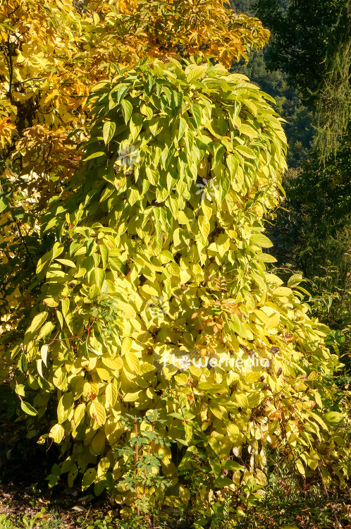 Schisandra repanda - Magnolia vine (108153)