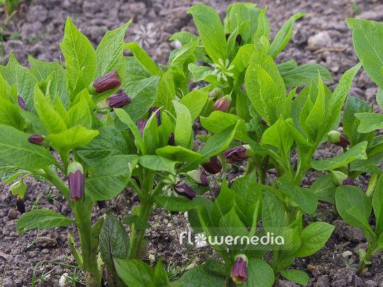 Scopolia carniolica - Scopolia (101900)