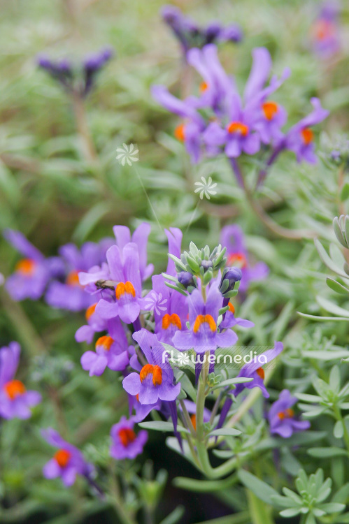 Scutellaria alpina - Alpine skullcap (101901)