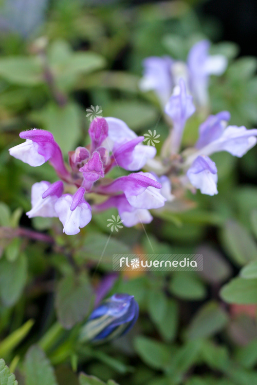 Scutellaria alpina 'Arcobaleno' - Alpine skullcap (104845)