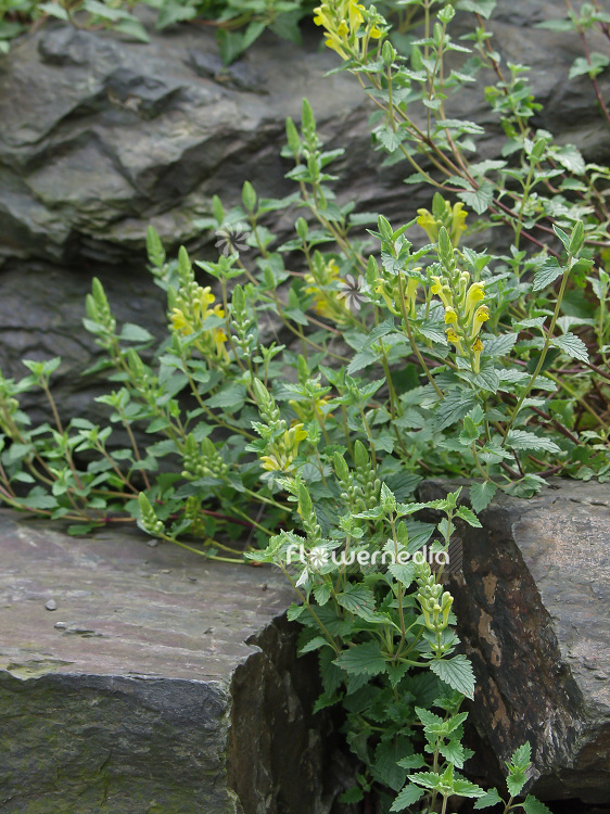 Scutellaria comosa - Skullcap (101903)
