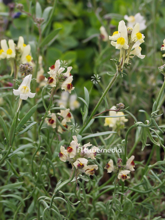 Scutellaria orientalis - Oriental skullcap (101905)