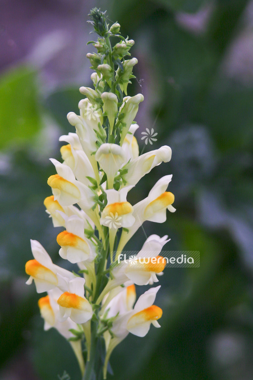 Scutellaria orientalis - Oriental skullcap (104851)