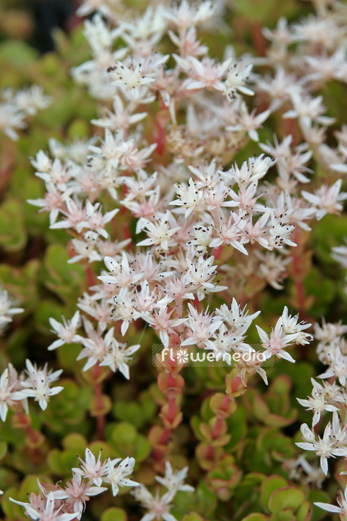 Sedum pulchellum - Flowering moss (104858)
