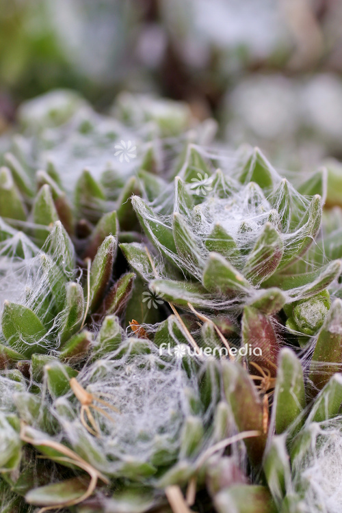 Sempervivum arachnoideum ssp. tomentosum - Cobweb houseleek (104879)