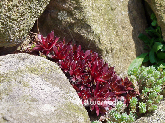 Sempervivum marmoreum 'Rubicundum' - Red-leaved houseleek (101923)