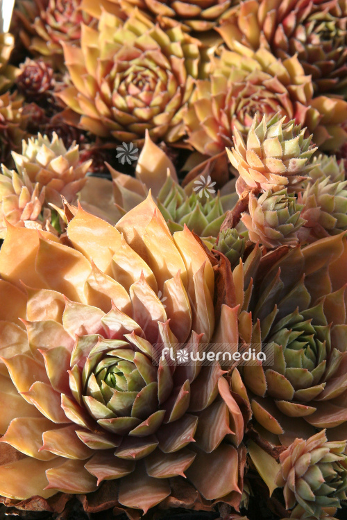 Sempervivum 'Red Pink' - Houseleek (104882)