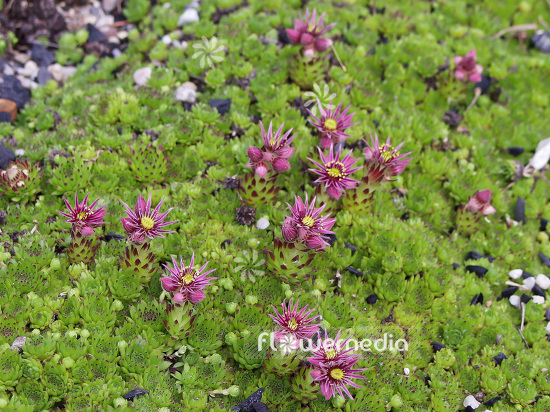 Sempervivum tectorum - Common houseleek (101926)