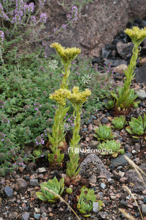 Sempervivum wulfenii - Yellow houseleek (104883)