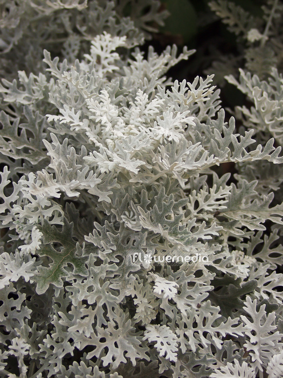 Senecio cineraria - Silver ragwort (101929)