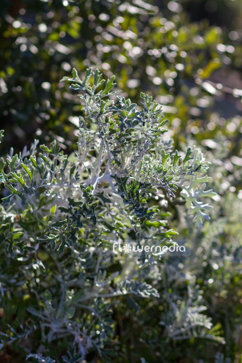 Senecio cineraria - Silver ragwort (104884)