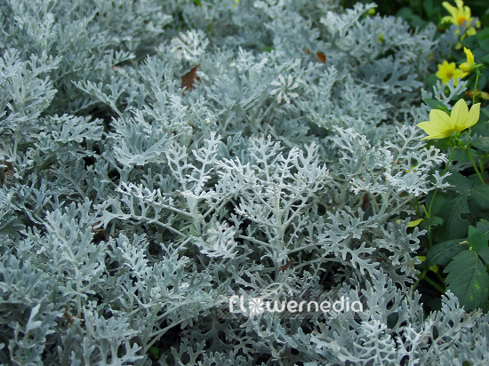 Senecio cineraria - Silver ragwort (110759)