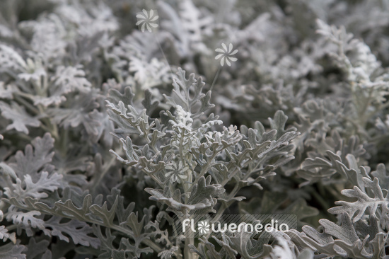 Senecio cineraria - Silver ragwort (111323)
