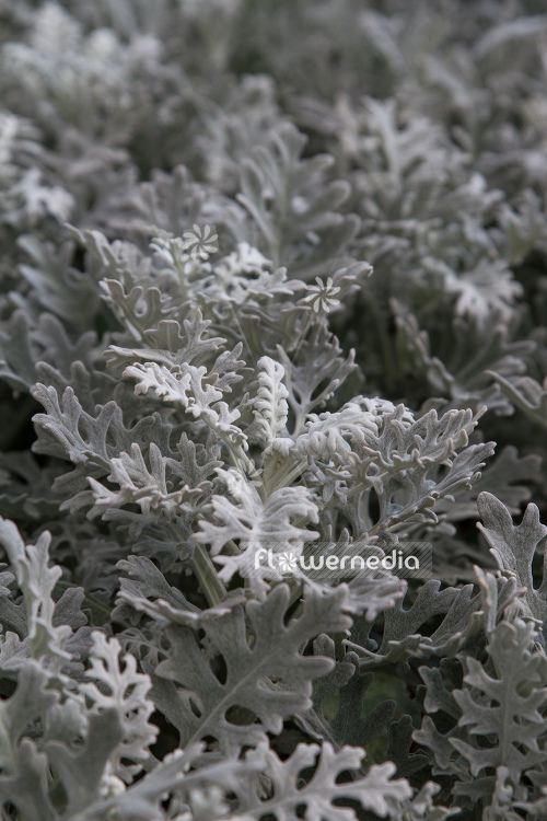 Senecio cineraria - Silver ragwort (111324)
