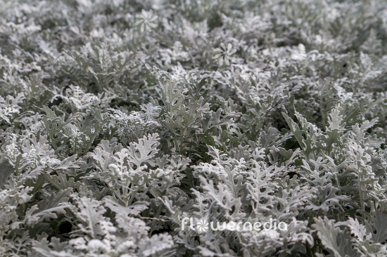 Senecio cineraria - Silver ragwort (111325)