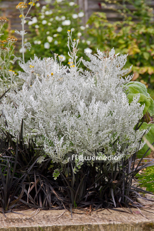 Senecio cineraria - Silver ragwort (111687)
