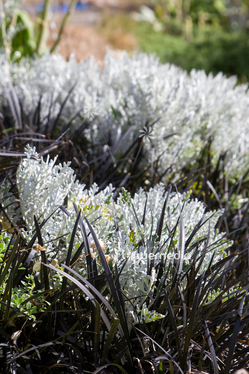 Senecio cineraria - Silver ragwort (111688)