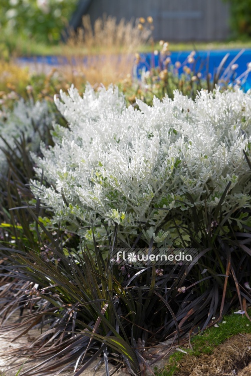 Senecio cineraria - Silver ragwort (111689)