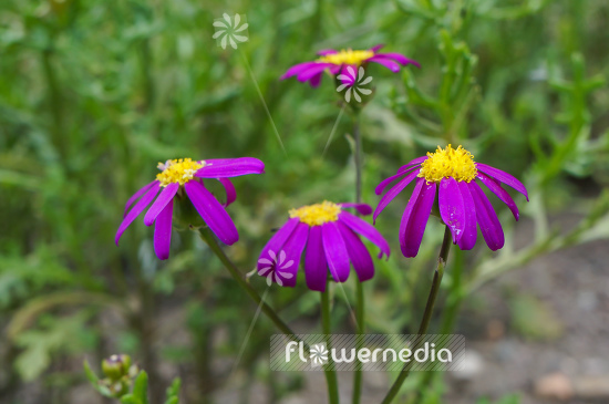 Senecio elegans - Purple ragwort (111326)
