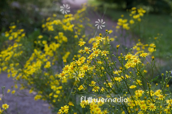 Senecio erucifolius - Hoary ragwort (111327)