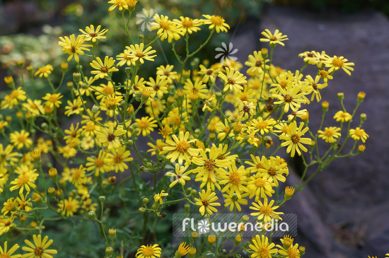 Senecio erucifolius - Hoary ragwort (111328)