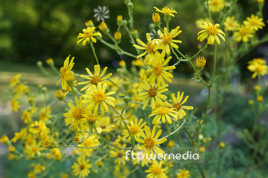Senecio erucifolius - Hoary ragwort (111329)