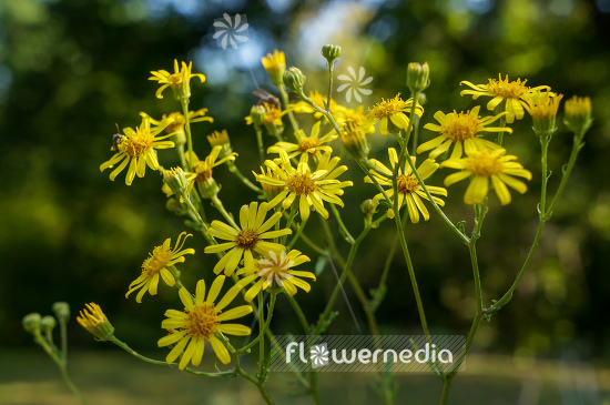 Senecio erucifolius - Hoary ragwort (111331)