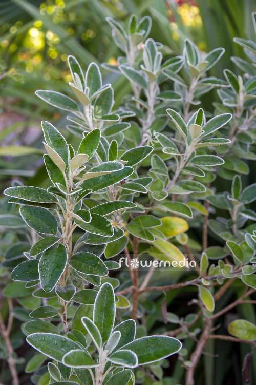 Senecio greyi - Ragwort (111332)