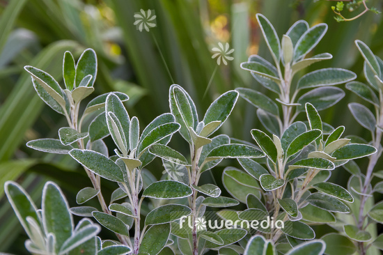 Senecio greyi - Ragwort (111333)