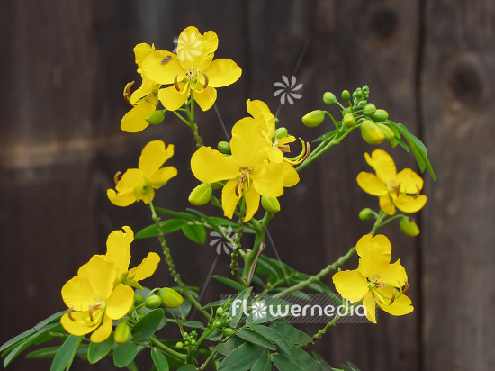 Senna corymbosa - Argentine senna (109710)
