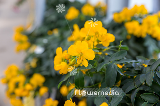 Senna corymbosa - Argentine senna (110433)