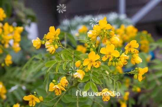 Senna corymbosa - Argentine senna (110434)