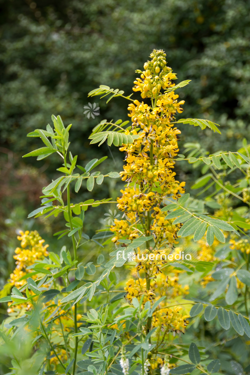 Senna hebecarpa - Wild senna (110435)