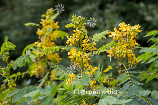 Senna hebecarpa - Wild senna (110436)