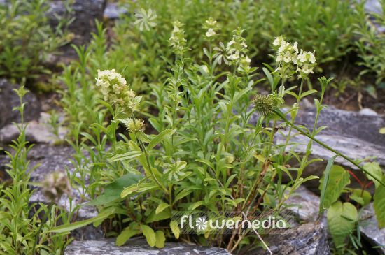 Sideritis endressii - Ironwort (104892)