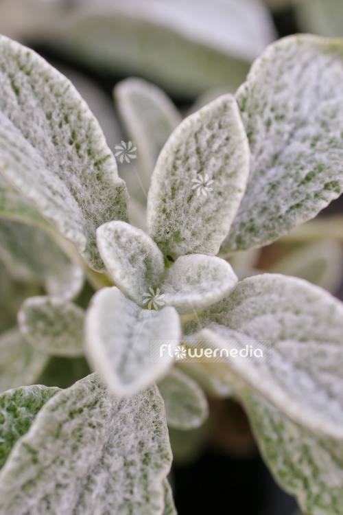 Sideritis scardica - Mountain tea (104895)