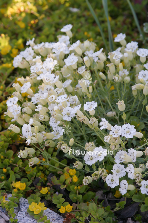 Silene uniflora 'Weißkehlchen' - Sea campion (104901)