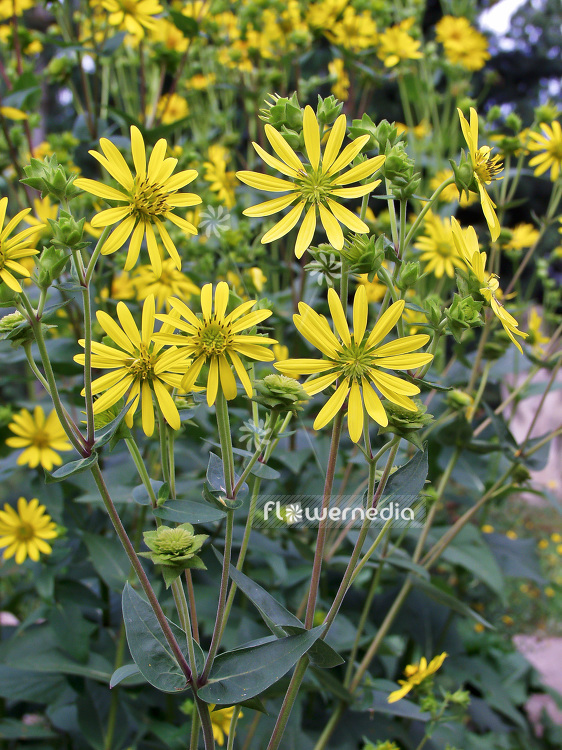 Silphium integrifolium - Rosin weed (101937)