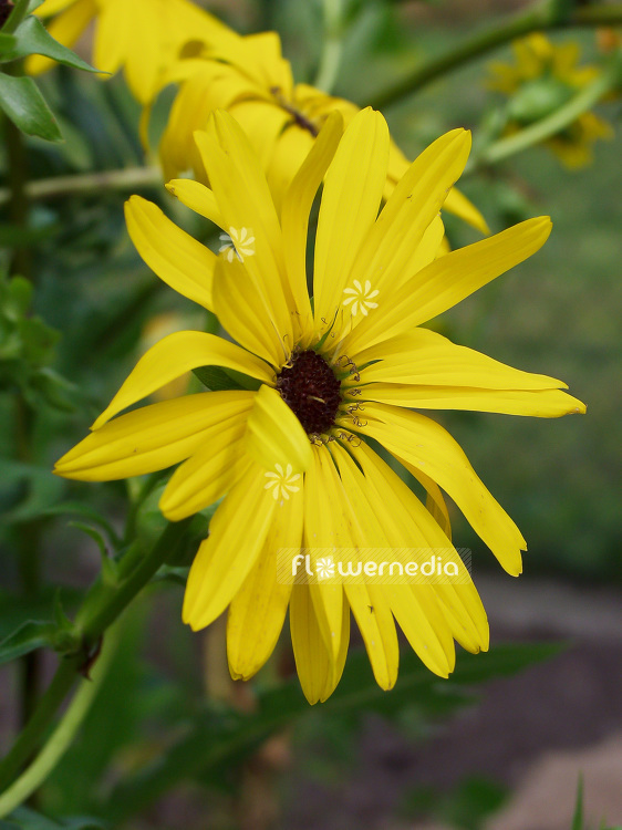 Silphium laciniatum - Compass plant (101938)
