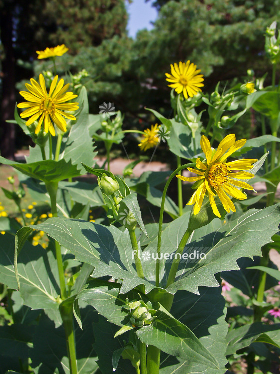 Silphium perfoliatum - Cup plant (101939)