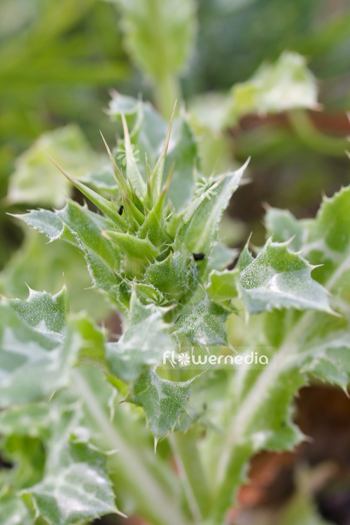 Silybum marianum - Milk thistle (104903)
