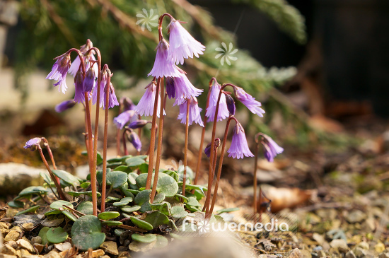 Soldanella alpina - Alpine snowbell (104914)