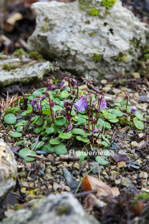 Soldanella austriaca - Austrian snowbell (106138)
