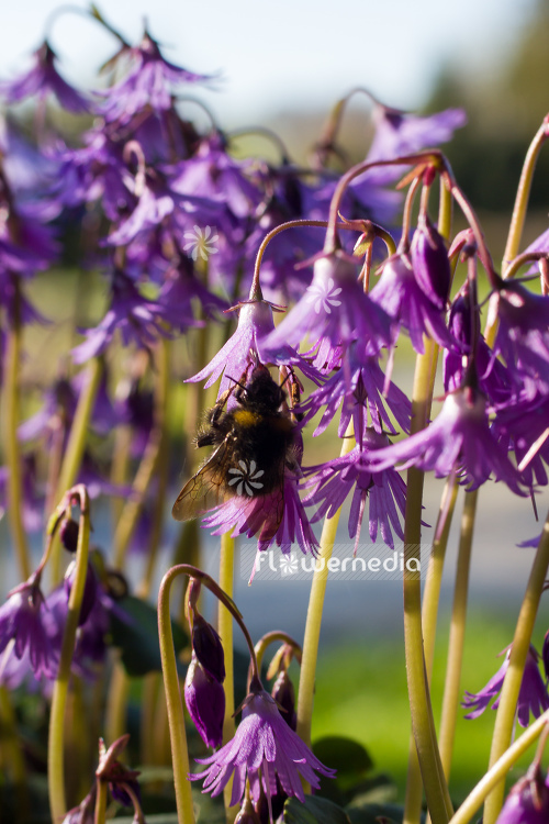 Soldanella montana - Mountain tassel (106143)